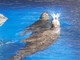 León marino de California<br />(Zalophus californianus)