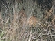Leopardo<br />(Panthera pardus)
