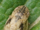 <i>Lepyronia coleoptrata</i>