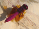 Libélula carmesí de alas caídas<br />(Trithemis aurora)