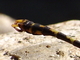 Libélula cernícalo<br />(Onychogomphus uncatus)