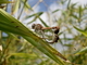 Las libélulas se agarran entre sí y a las hojas del bambú, cerca de una balsa metálica de agua. Las libélulas forman est</a>..., por José Biedma López