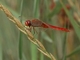 Libélula roja<br />(Sympetrum sanguineum)