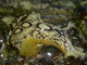 Liebre de mar manchada<br />(Aplysia dactylomela)