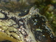 Liebre de mar manchada<br />(Aplysia dactylomela)