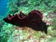 Liebre de mar negra<br />(Aplysia fasciata)