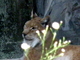 Lince europeo<br />(Lynx lynx)