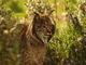Lince ibérico<br />(Lynx pardinus)