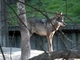 Lobo<br />(Canis lupus)