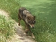 Lobo<br />(Canis lupus)