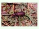 Longicornio aragonés<br />(Vesperus aragonicus)