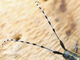 Longicornio de pelillos iridiscentes<br />(Agapanthia villosoviridescens)