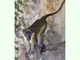 Macaco cangrejero<br />(Macaca fascicularis)