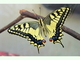 Macaón<br />(Papilio machaon)