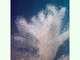 Mano de muerto<br />(Alcyonium palmatum)