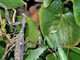Mantis africana<br />(Sphodromantis viridis)