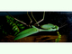 Mantis asiática gigante<br />(Hierodula membranacea)