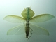 Mantis gigante de escudo<br />(Rhombodera basalis)