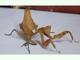 Mantis hoja sudamericana<br />(Acanthops sp.)