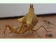 Mantis hoja sudamericana<br />(Acanthops sp.)