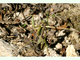 Mantis mediterránea<br />(Iris oratoria)