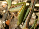Mantis mediterránea<br />(Iris oratoria)