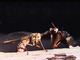 Mantispa común<br />(Mantispa styriaca)