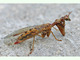 Mantispa común<br />(Mantispa styriaca)