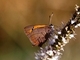Manto bicolor<br />(Lycaena phlaeas)