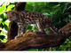 Maracaya<br />(Leopardus wiedii)