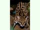 Maracaya<br />(Leopardus wiedii)