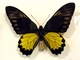 Mariposa alas de pájaro Troides miranda<br />(Troides miranda)