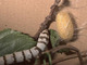 Mariposa de la seda<br />(Bombyx mori)