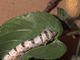 Mariposa de la seda<br />(Bombyx mori)