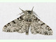 Mariposa del abedul<br />(Biston betularia)