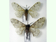 Mariposa del abedul<br />(Biston betularia)