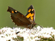 Mariposa del almez<br />(Libythea celtis)