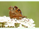 Mariposa del almez<br />(Libythea celtis)
