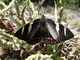 Mariposa del chagual<br />(Castnia psittachus)