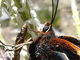 Mariposa del chagual<br />(Castnia psittachus)