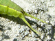 Mariposa del chopo<br />(Cerura iberica)