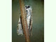 Mariposa del chopo<br />(Cerura iberica)