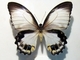 Mariposa hortelana de cola de golondrina<br />(Papilio aegeus)
