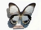 Mariposa hortelana de cola de golondrina<br />(Papilio aegeus)