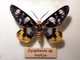 Mariposa joya pavo real<br />(Dysphania sp.)