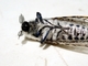 La temible mariposa leopardo, temible porque su larva, gorda y amarilla, hace estragos en los frutales, a mí me fastidió</a>..., por José Biedma López