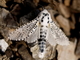 Mariposa leopardo<br />(Zeuzera pyrina)