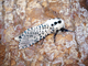 Mariposa leopardo<br />(Zeuzera pyrina)
