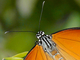 Mariposa tigre<br />(Danaus chrysippus)
