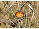 Mariposa tigre<br />(Danaus chrysippus)